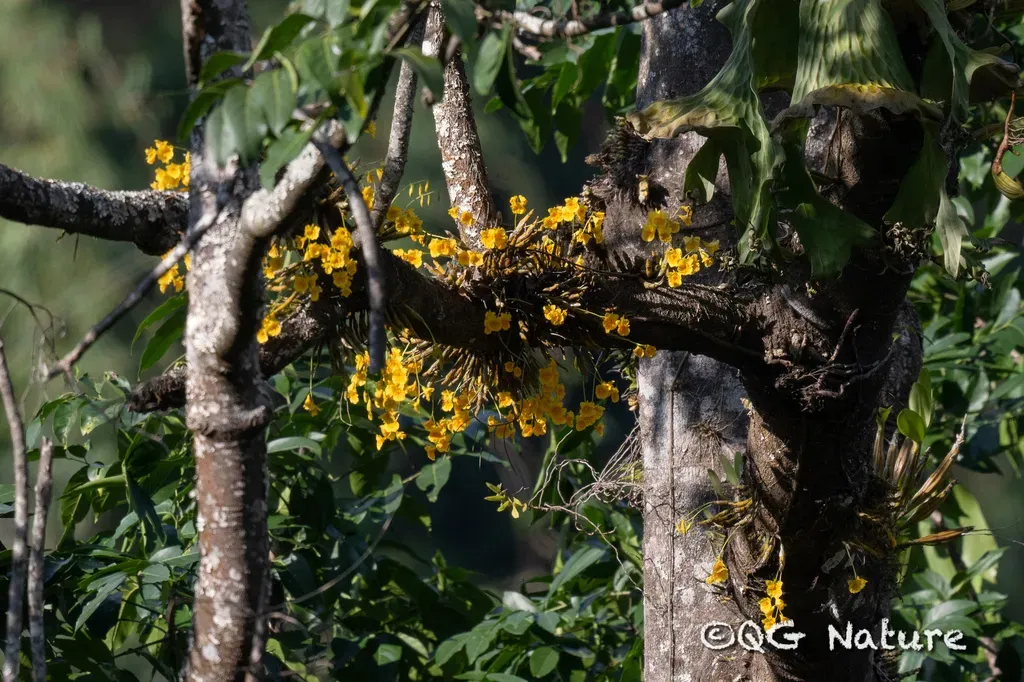 Dendrobium Capillipes