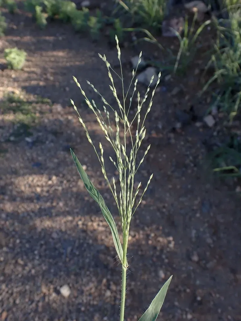 Mexican Panicgrass