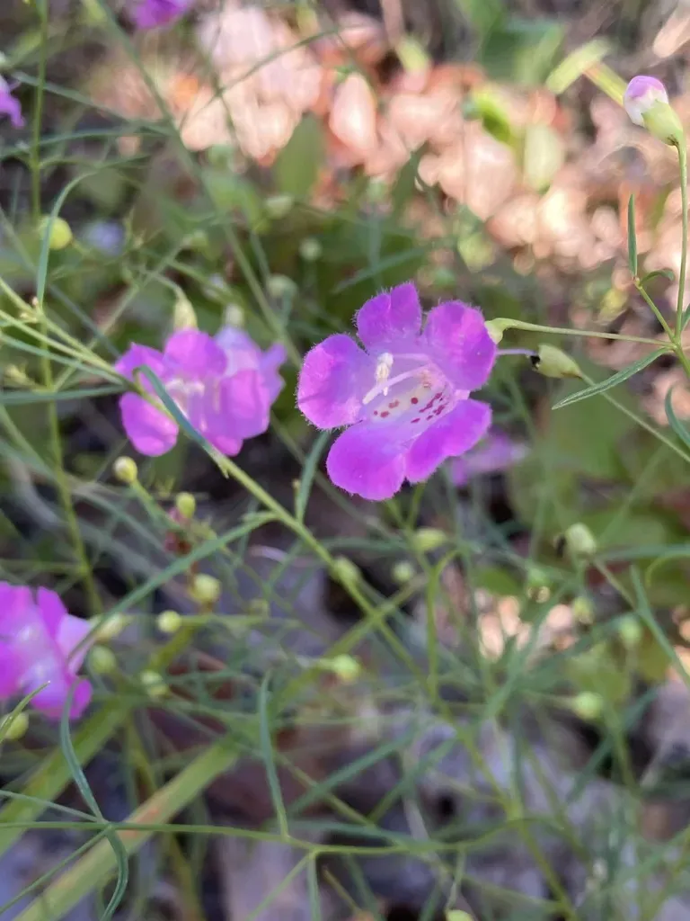 Threadleaf False Foxglove