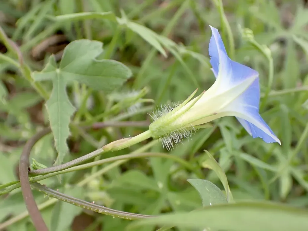Canyon Morning-glory