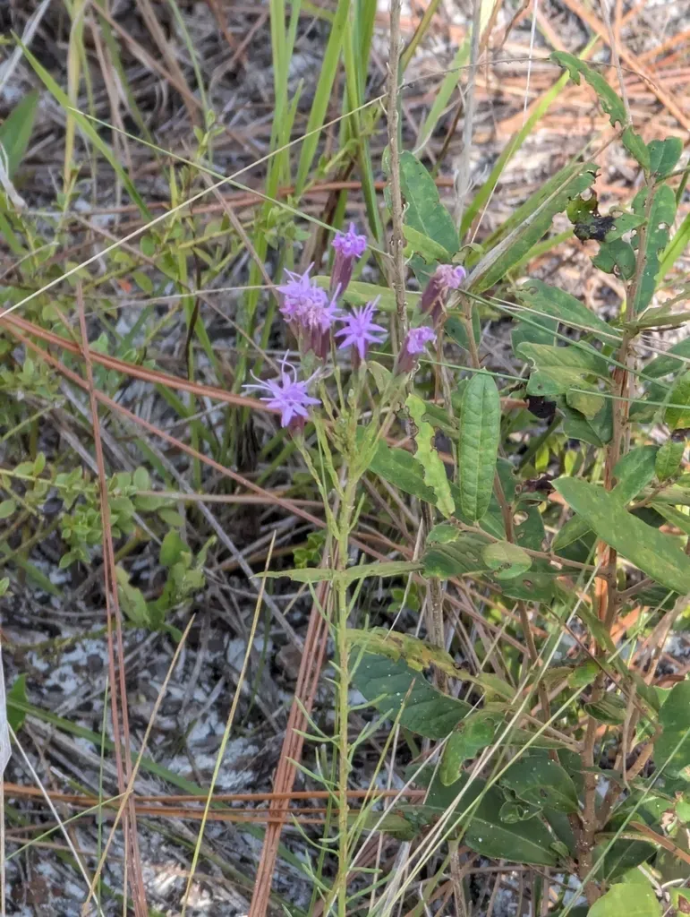 Fewflower Blazing Star