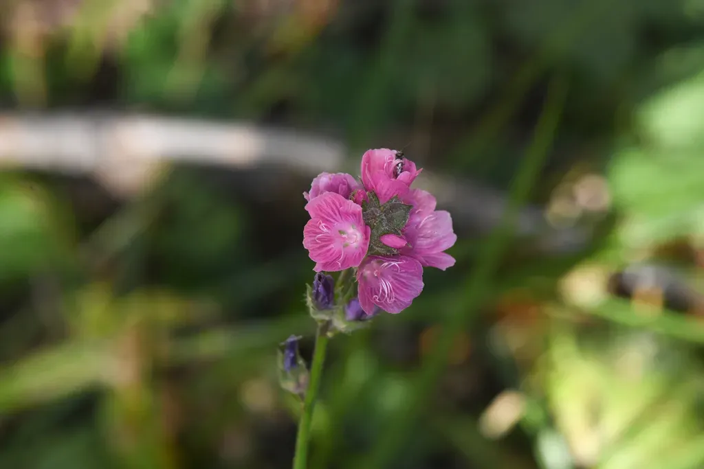 Marsh Checkerbloom
