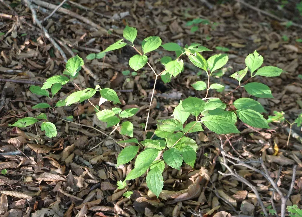 Caucasus Mock Orange