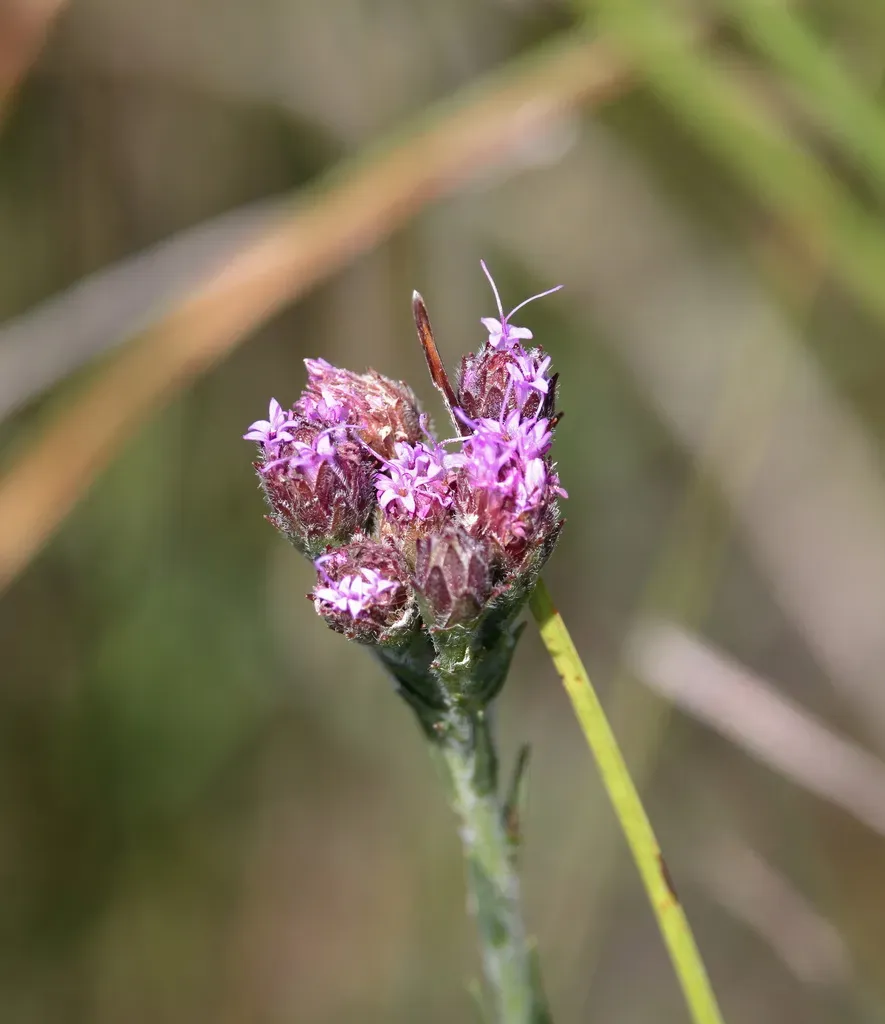 Bristleleaf Chaffhead