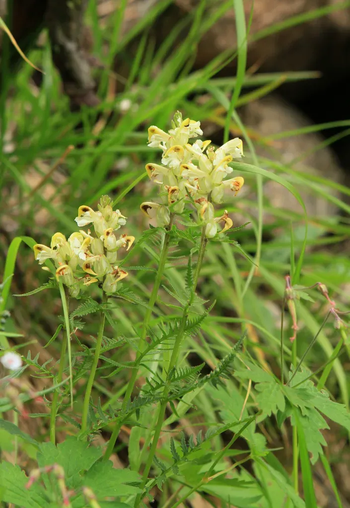 Pedicularis Compacta