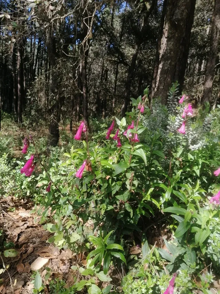 Hartweg's Beardtongue