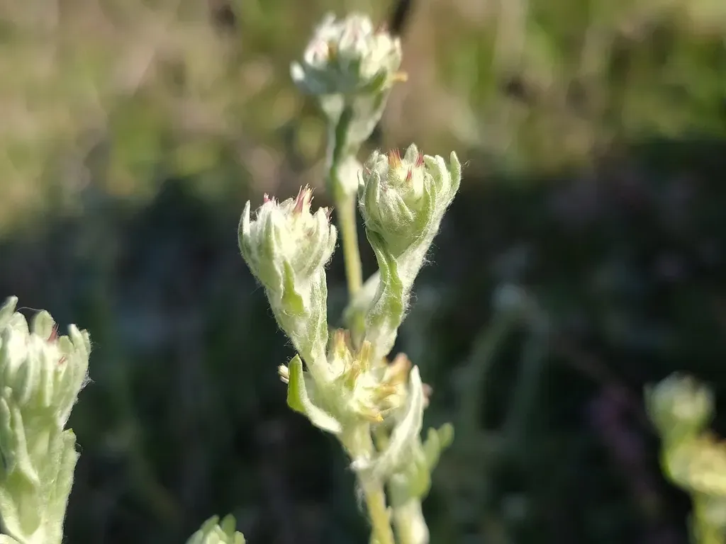 Red-tipped Cudweed