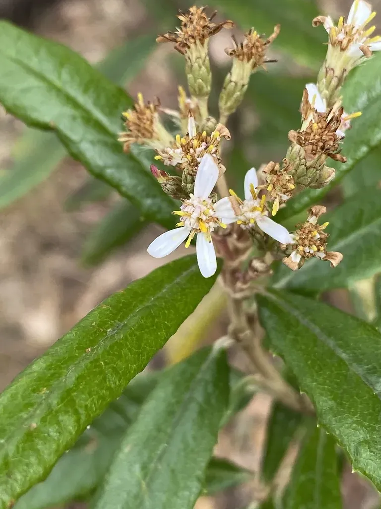 Point Lookout Daisy Bush