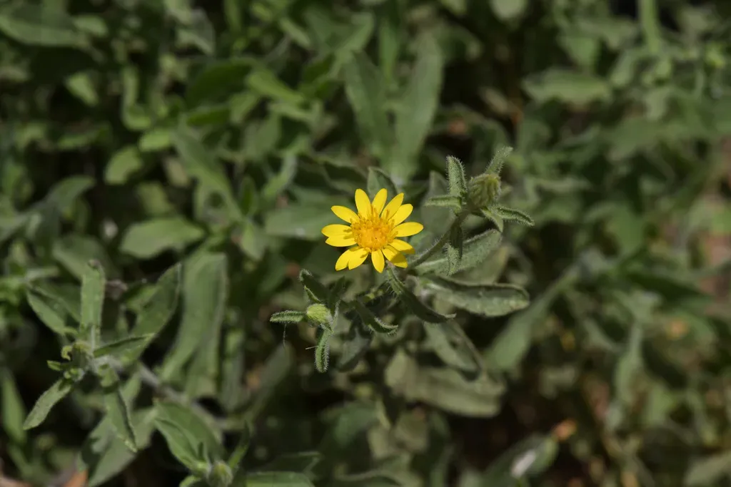 Shevock's False Goldenaster