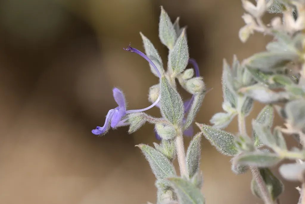 San Joaquin Bluecurls