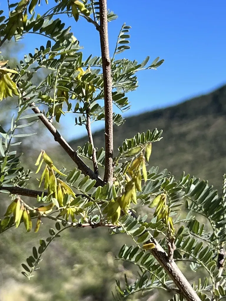 Desert Kidneywood