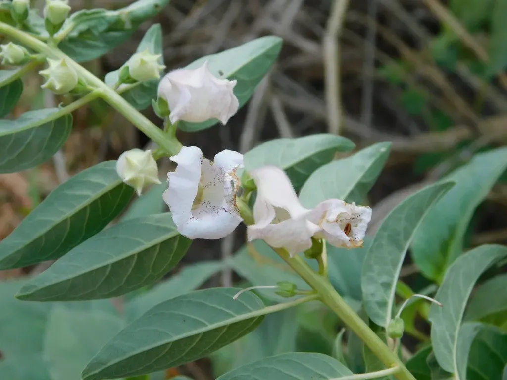 Josephinia Imperatricis