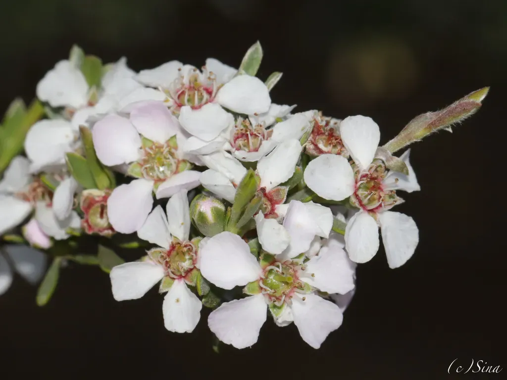 Leptospermopsis Incana
