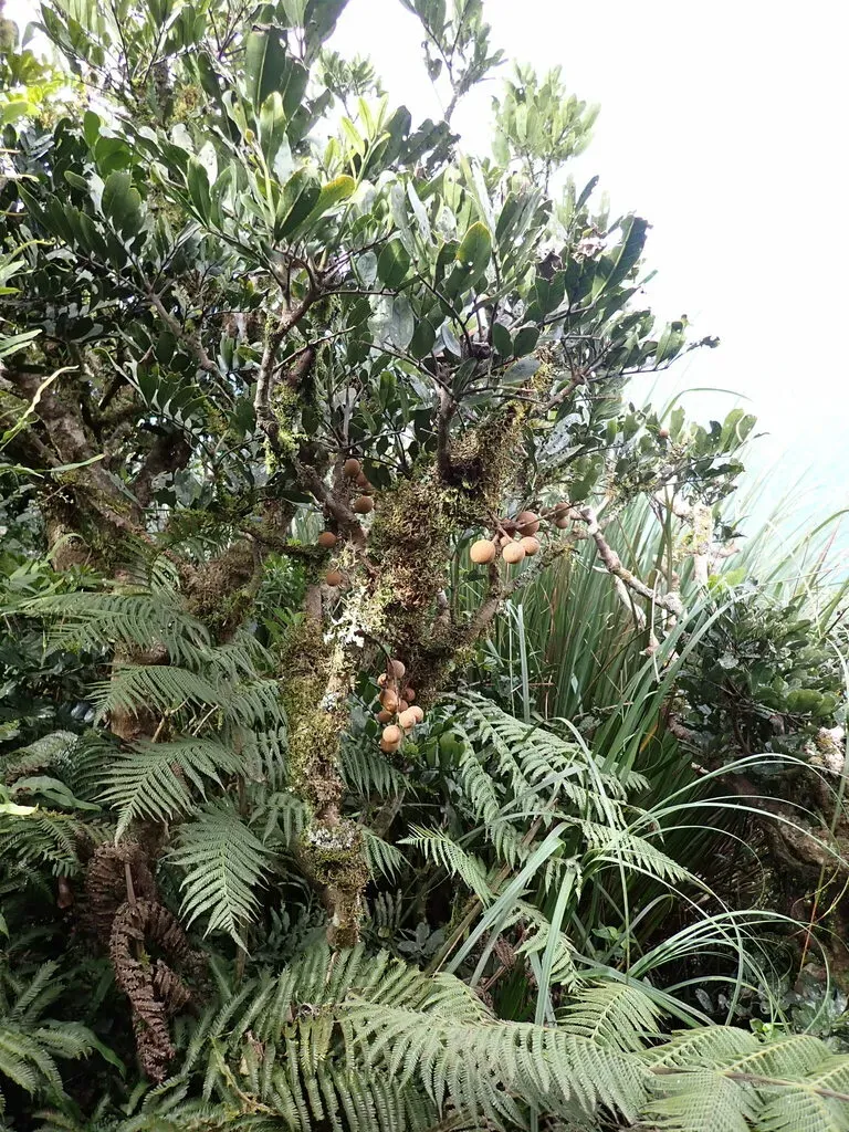 Dysoxylum Pachyphyllum