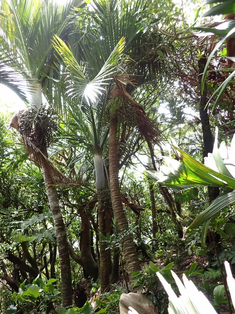 Little Mountain Palm