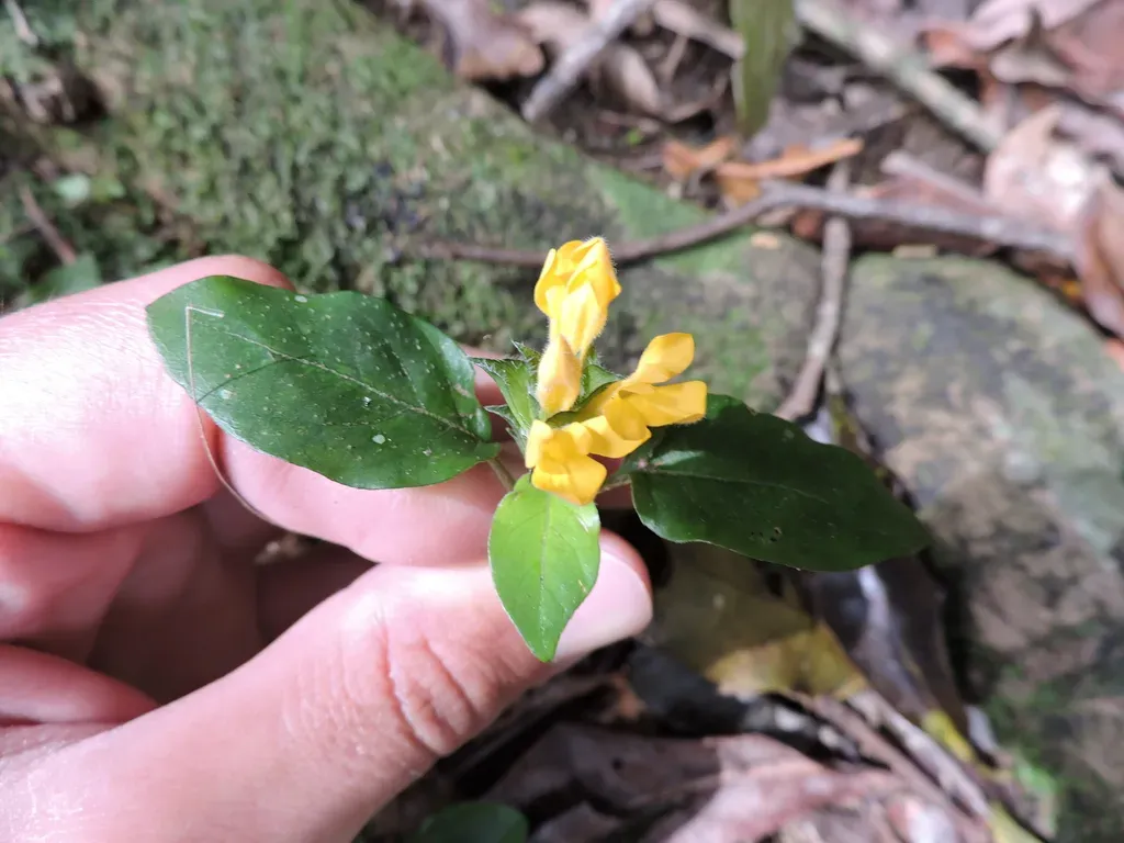 Stenandrium Tenellum