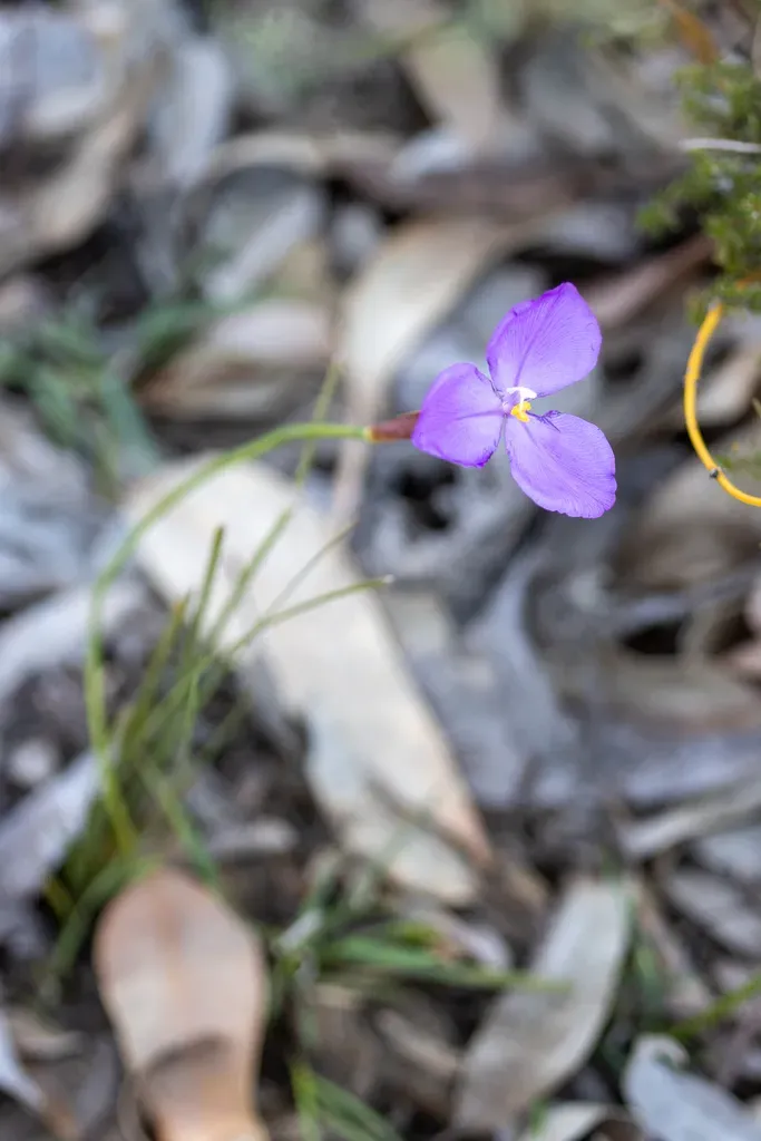 Rush Leaved Patersonia