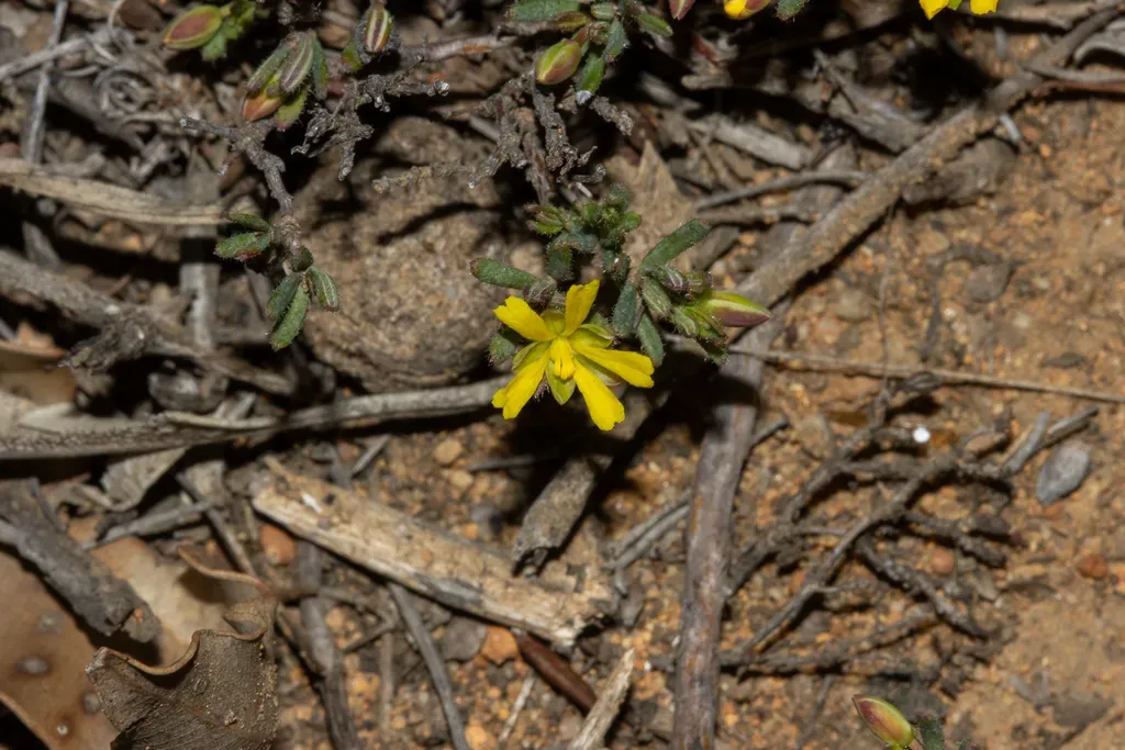 Hibbertia Micrantha