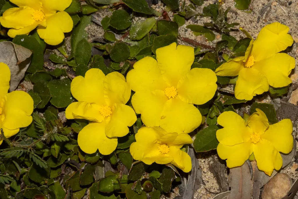 Hibbertia Hortiorum