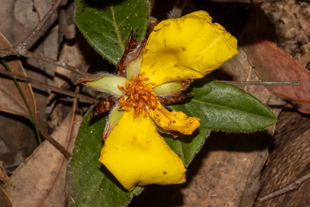 Hibbertia Spectabilis