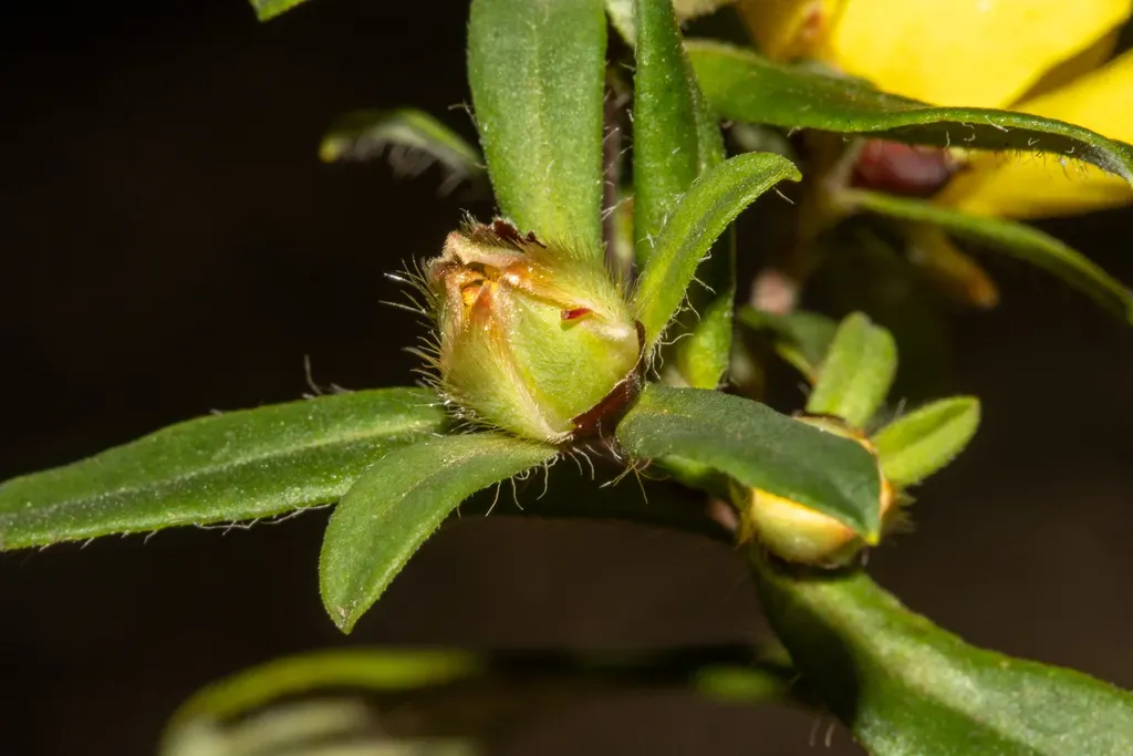 Hibbertia Semipilosa