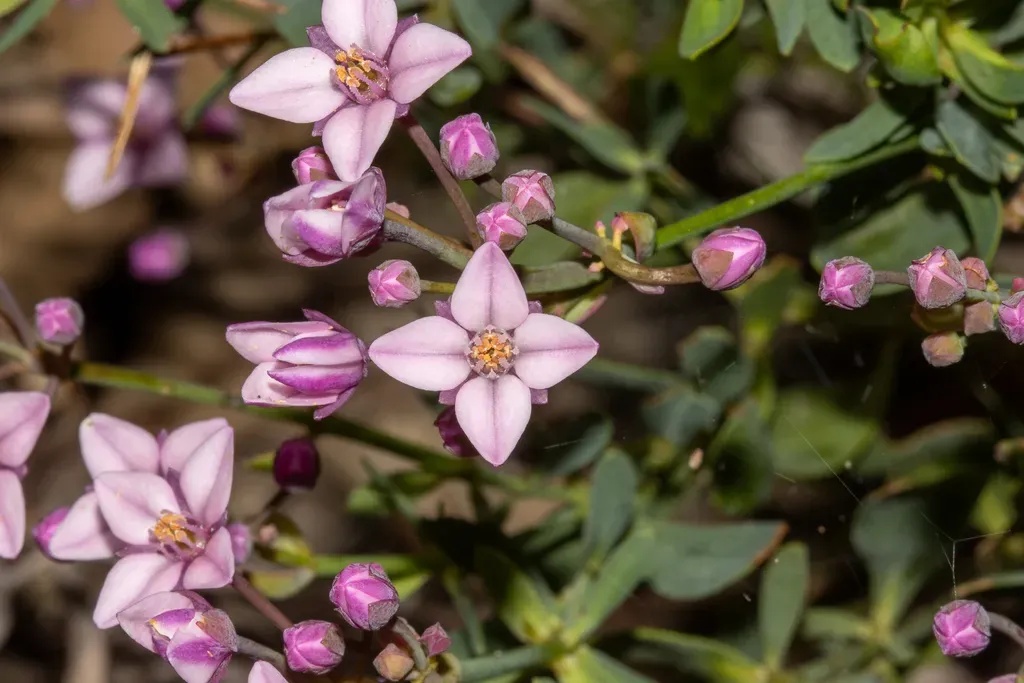 Bushy Boronia