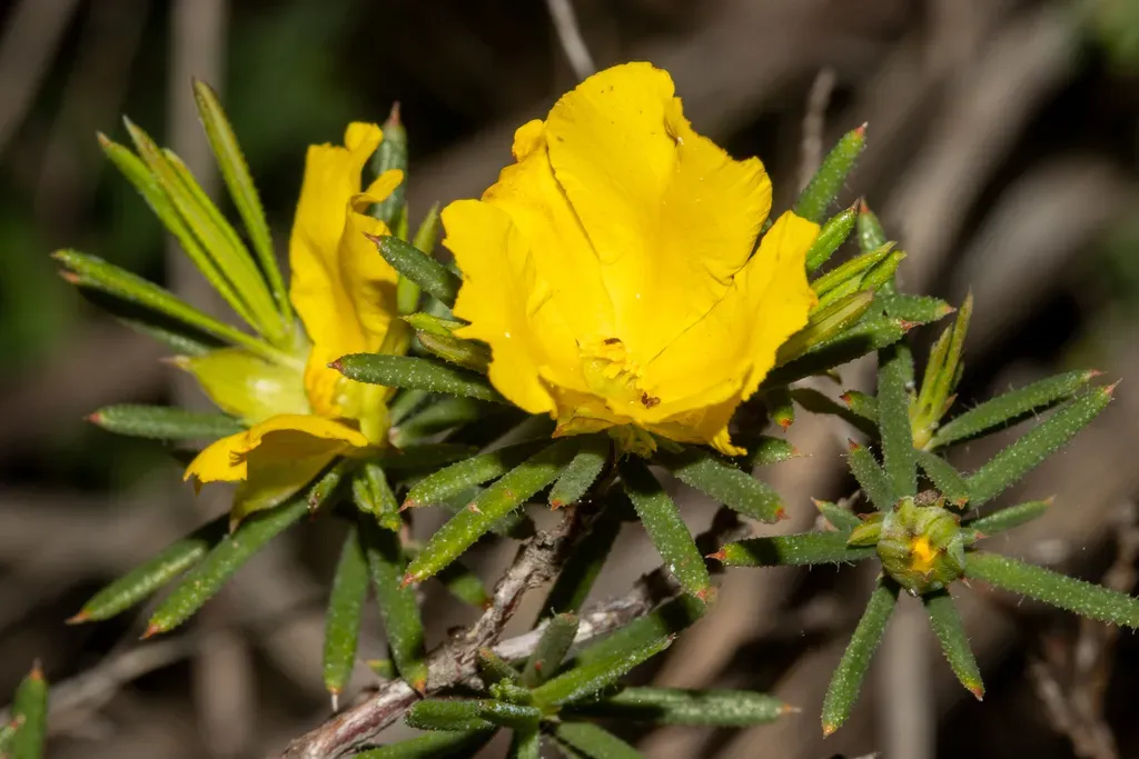 Hibbertia Aurea