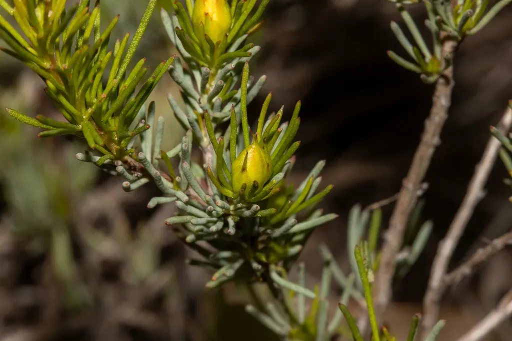 Hibbertia Hibbertioides