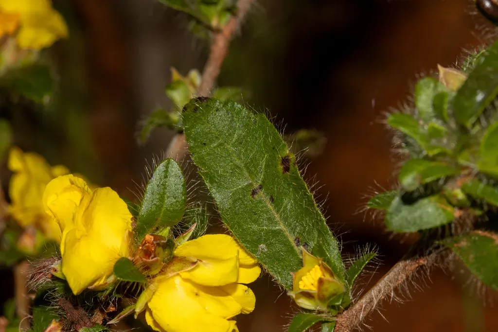 Hibbertia Pilosa