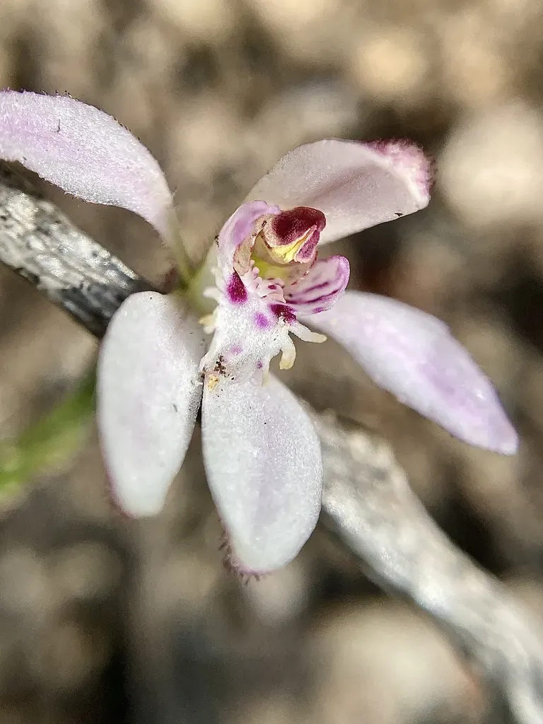 Little Pink Fan Orchid