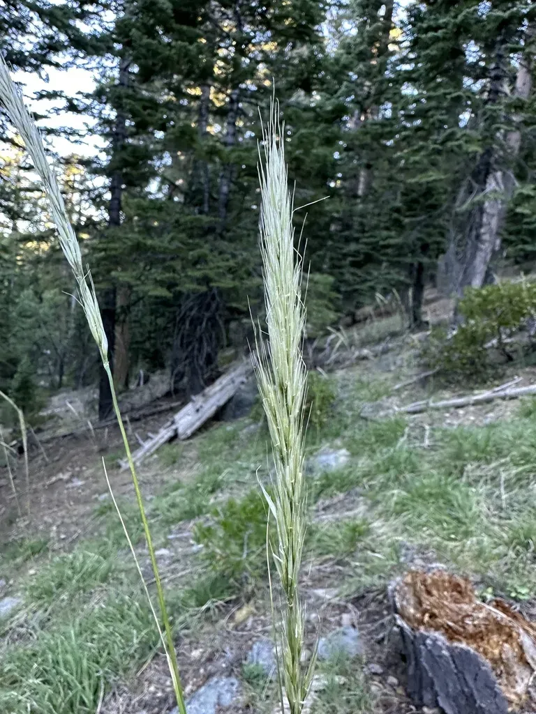 Stillman's Needle Grass