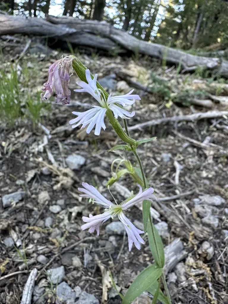 Western Campion