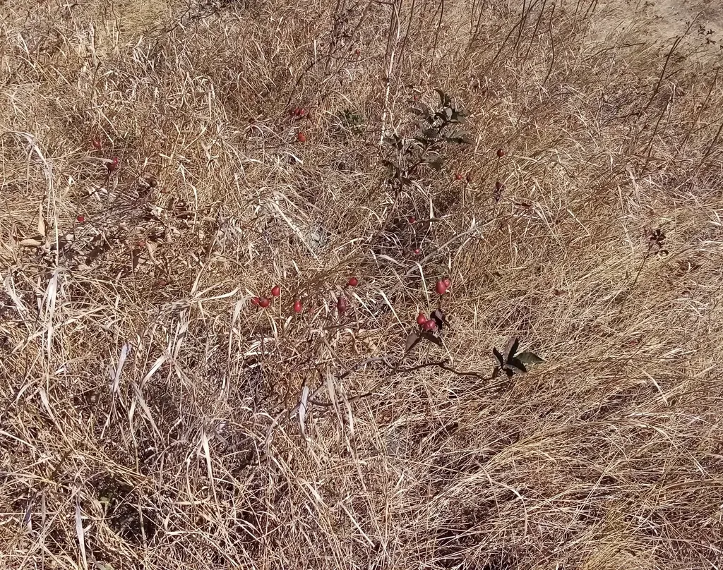 Mediterranean Sweet-briar