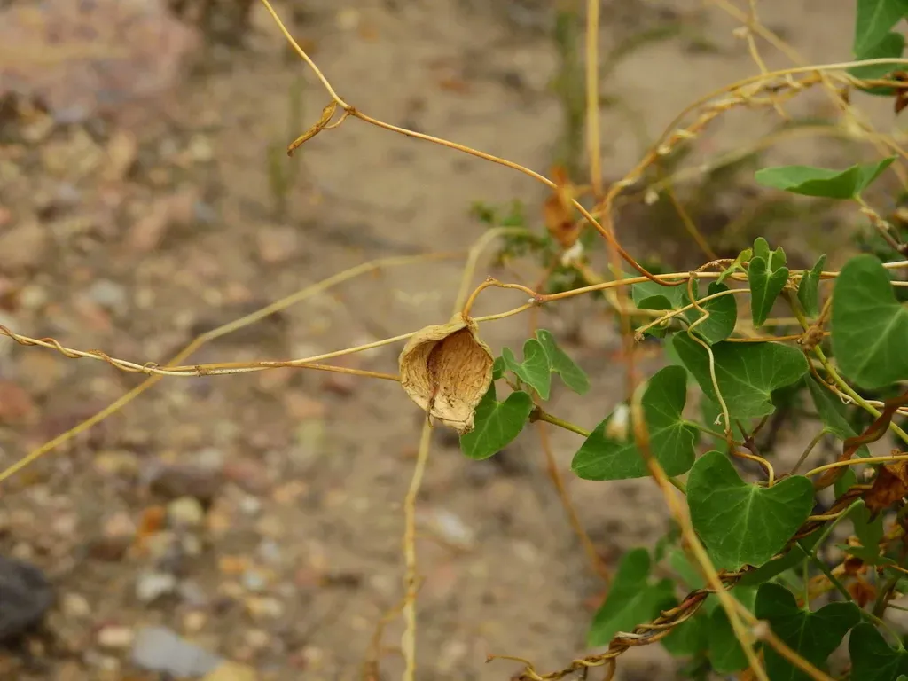 Philibertia Gilliesii