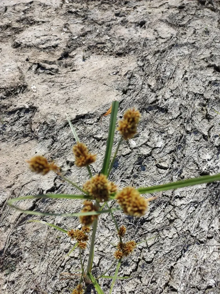 Clustered Flat-sedge