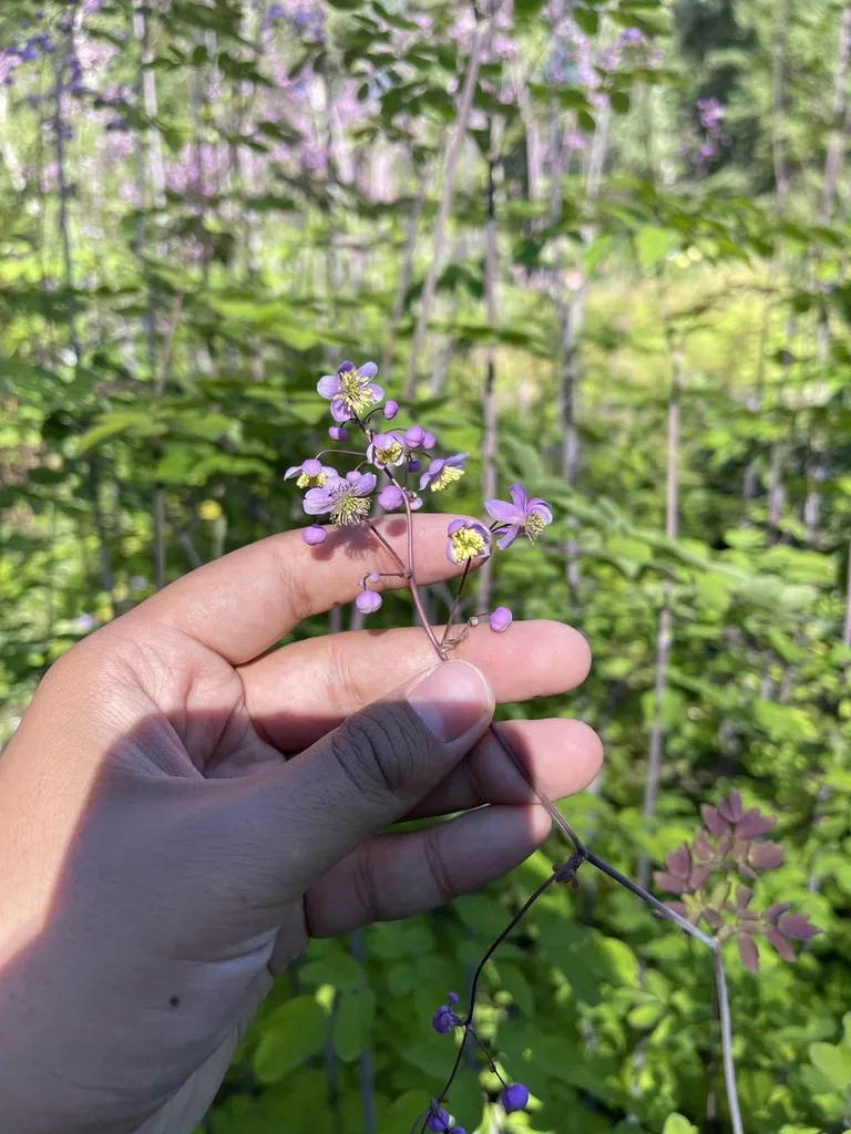 Lavender Mist Meadowrue