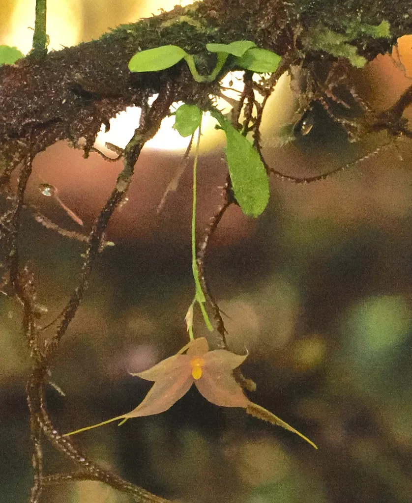 Platystele Microglossa