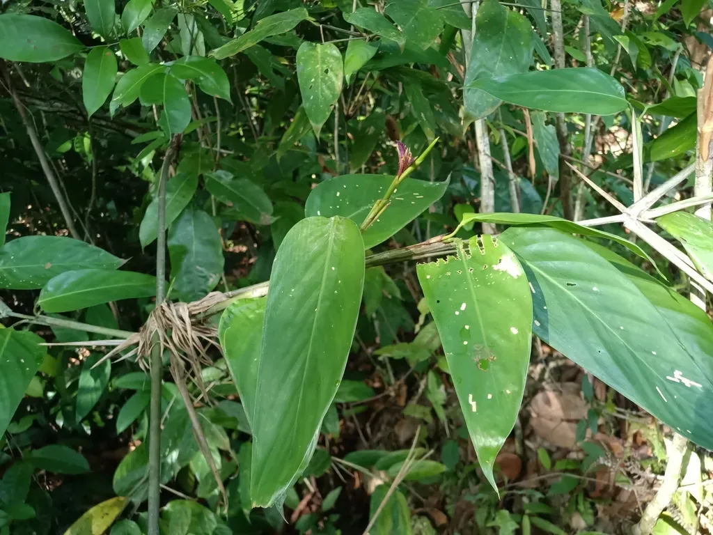 Ischnosiphon Puberulus