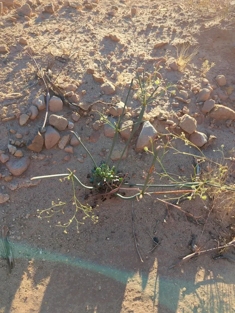 Native American Pipeweed