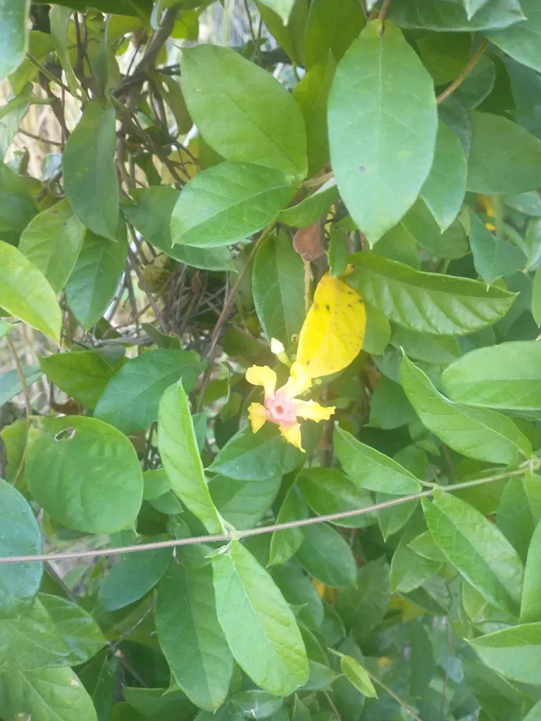 Mandevilla Subsagittata