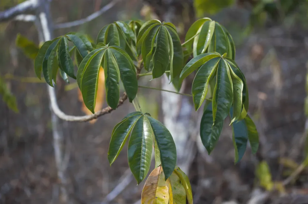 Cochlospermum Orinocense