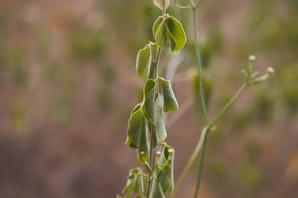Ceratosanthes Palmata