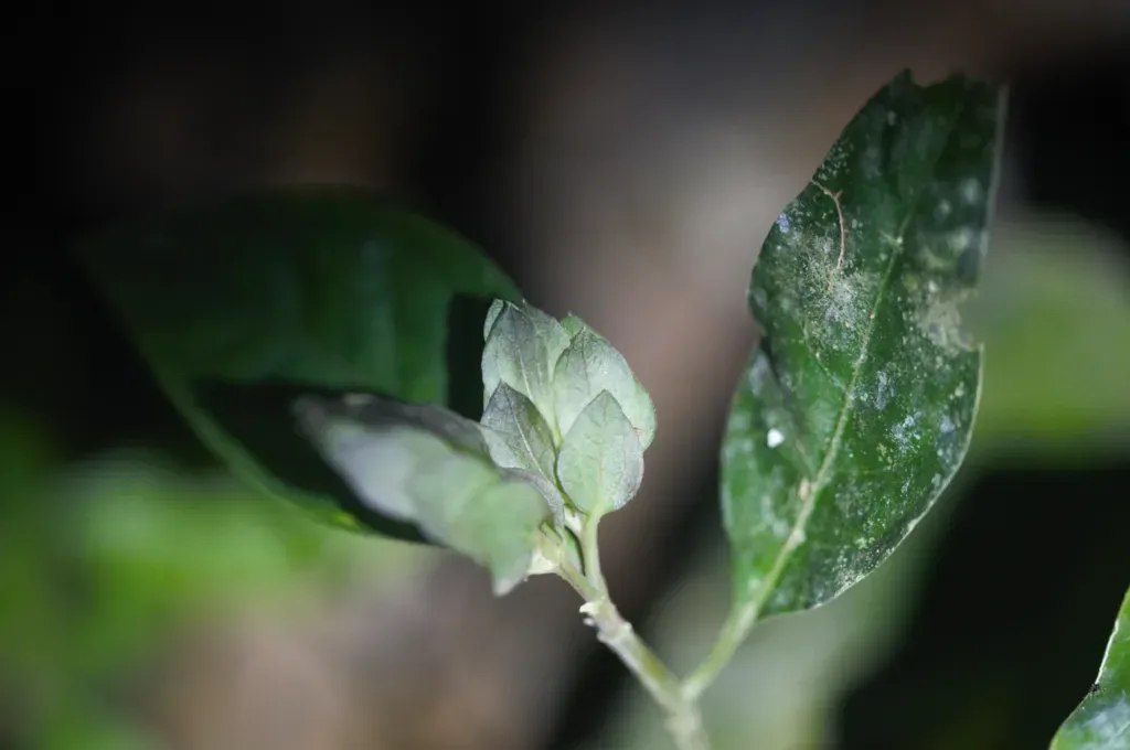 Herpetacanthus Rotundatus