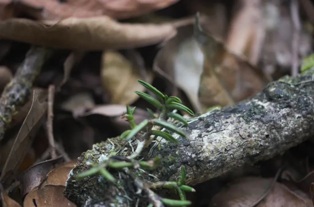 Epidendrum Microphyllum