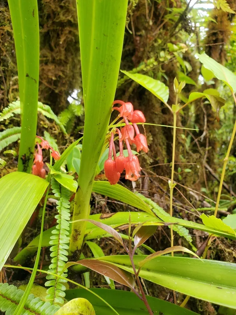 Epiblastus Sciadanthus