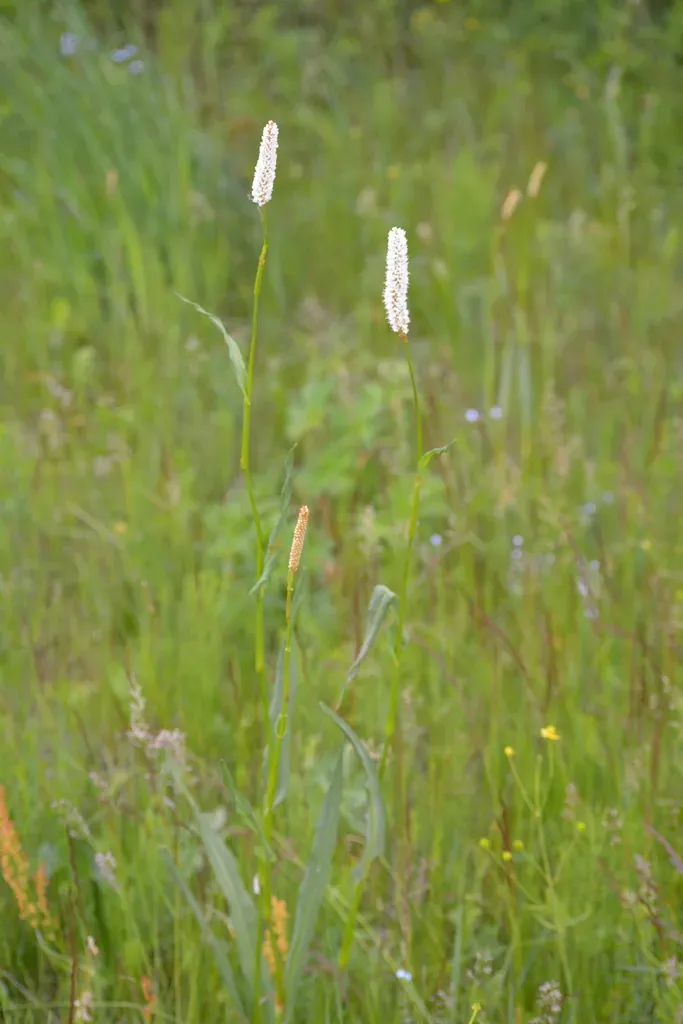 Bistorta Alopecuroides