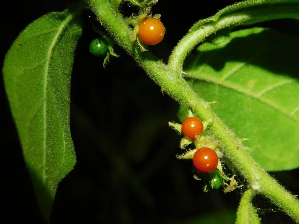 Jamaican Nightshade