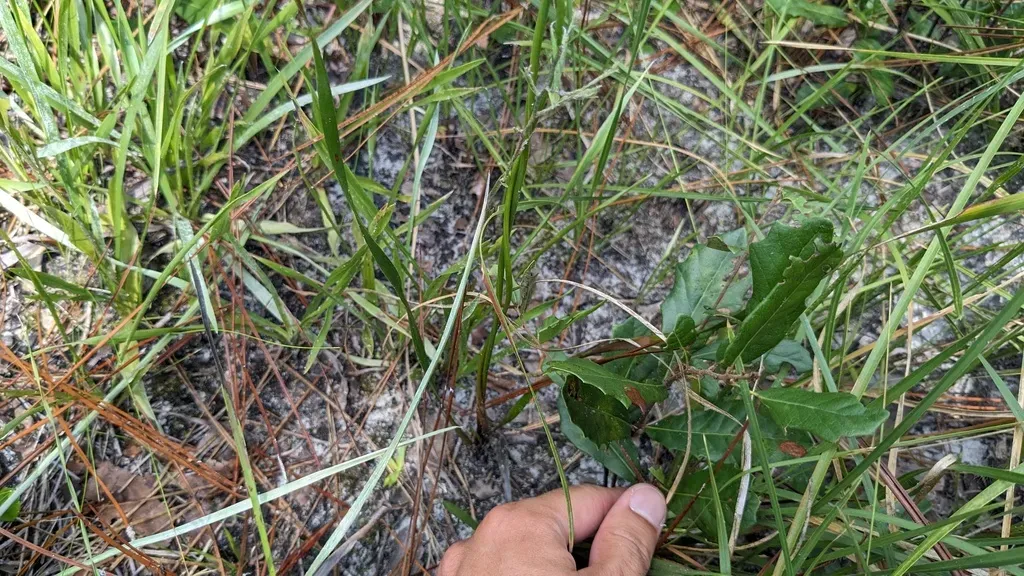 Carolina Yelloweyed Grass