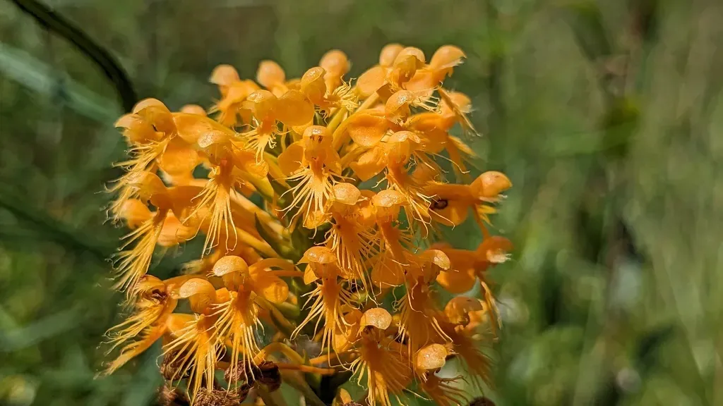 Chapman's Fringed Orchid