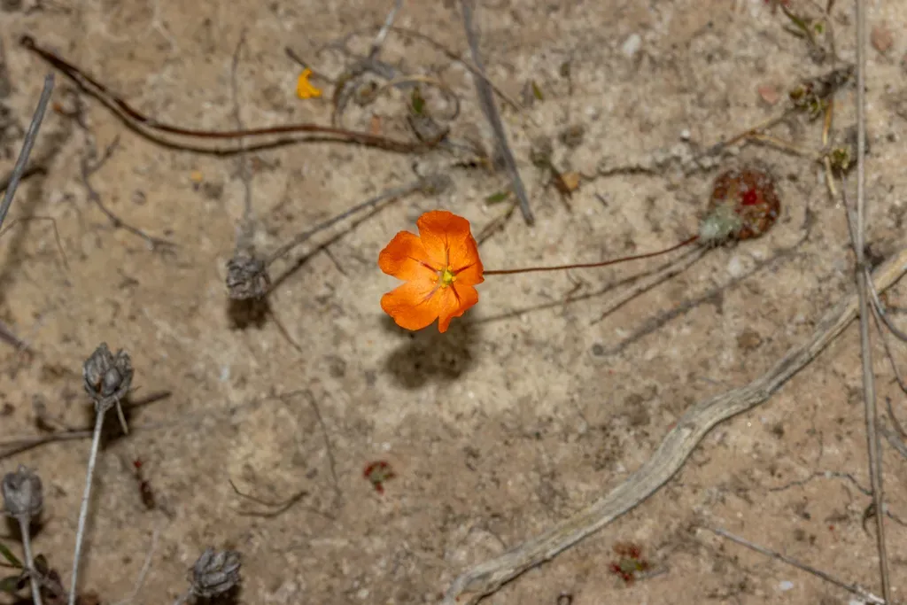 Drosera Echinoblastus